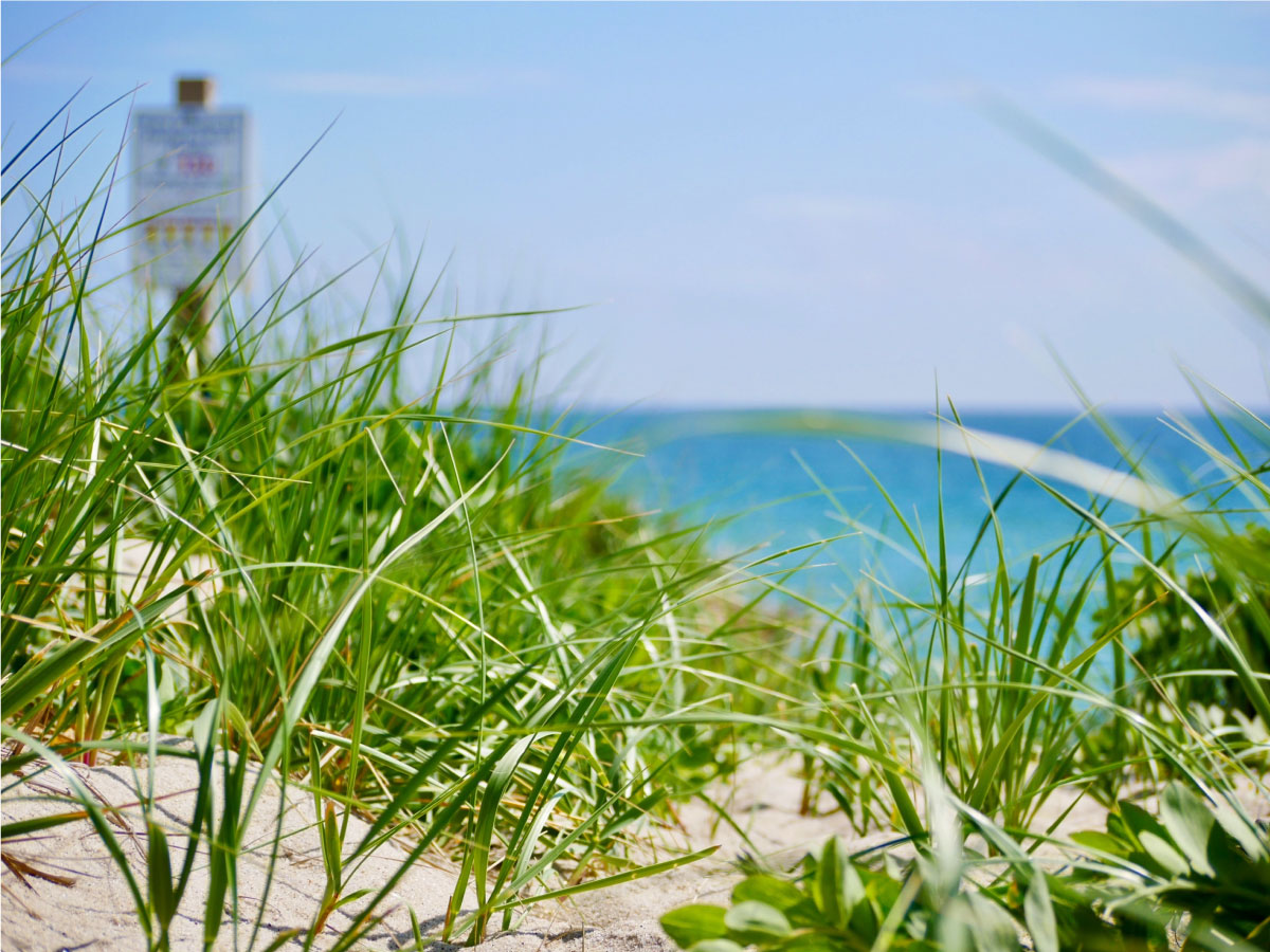 beach grass on Nantucket in the summer